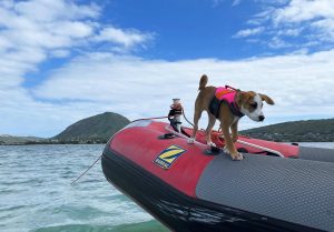 Tips for Boating with Dogs in Oahu and Hawaii Kei